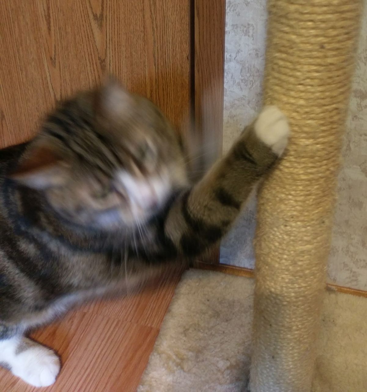 Someone got an action-shot of me sharpening my claws!