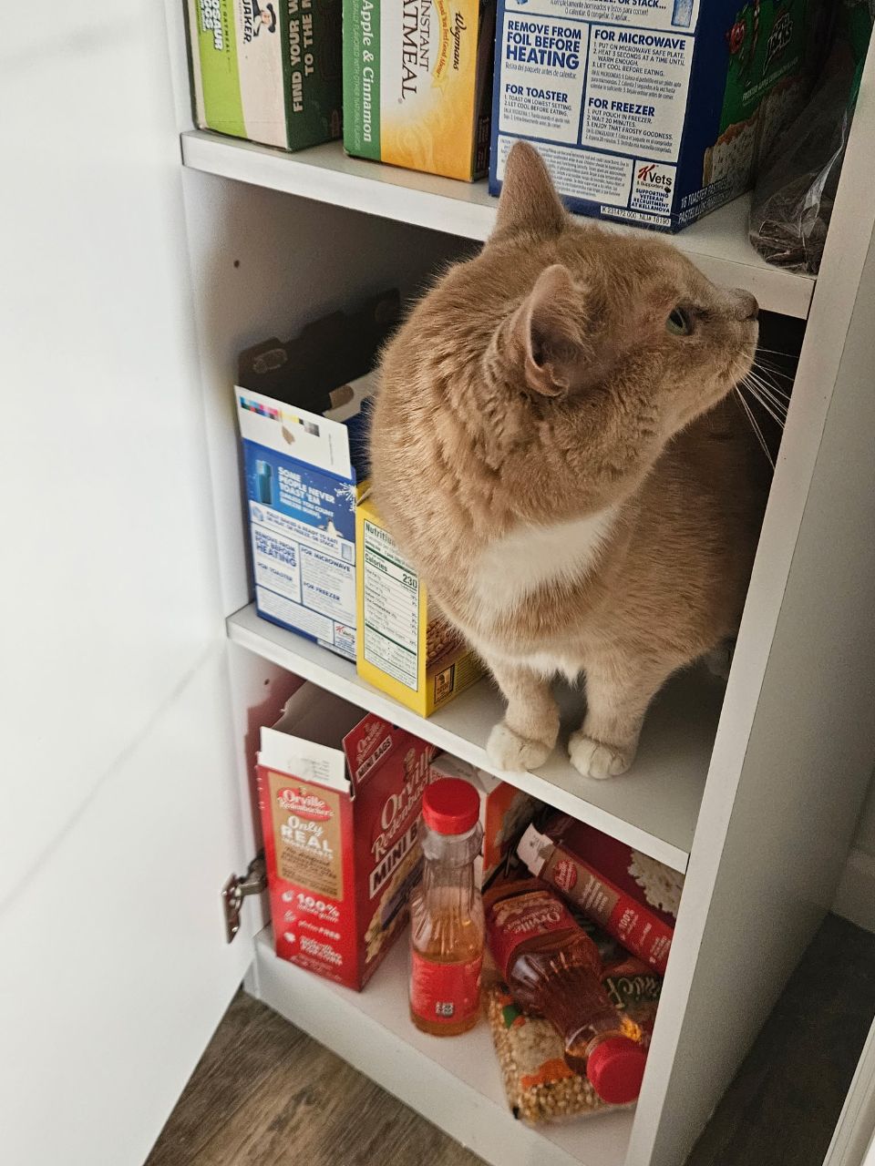 Hmmm, I can't seem to find where they're hiding the Fancy Feast