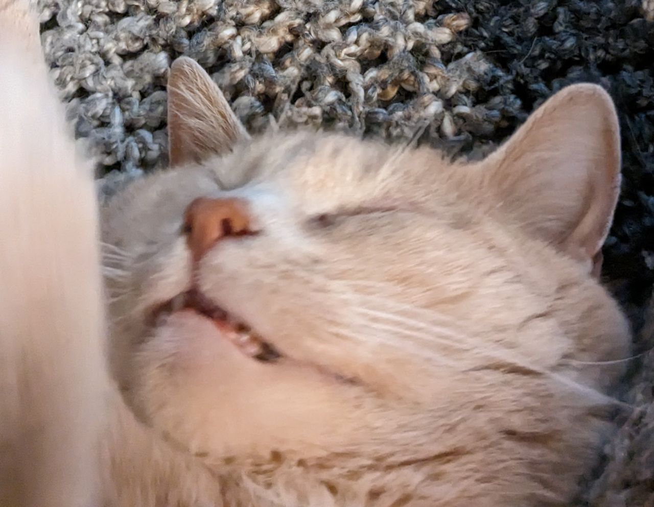 Cat photo