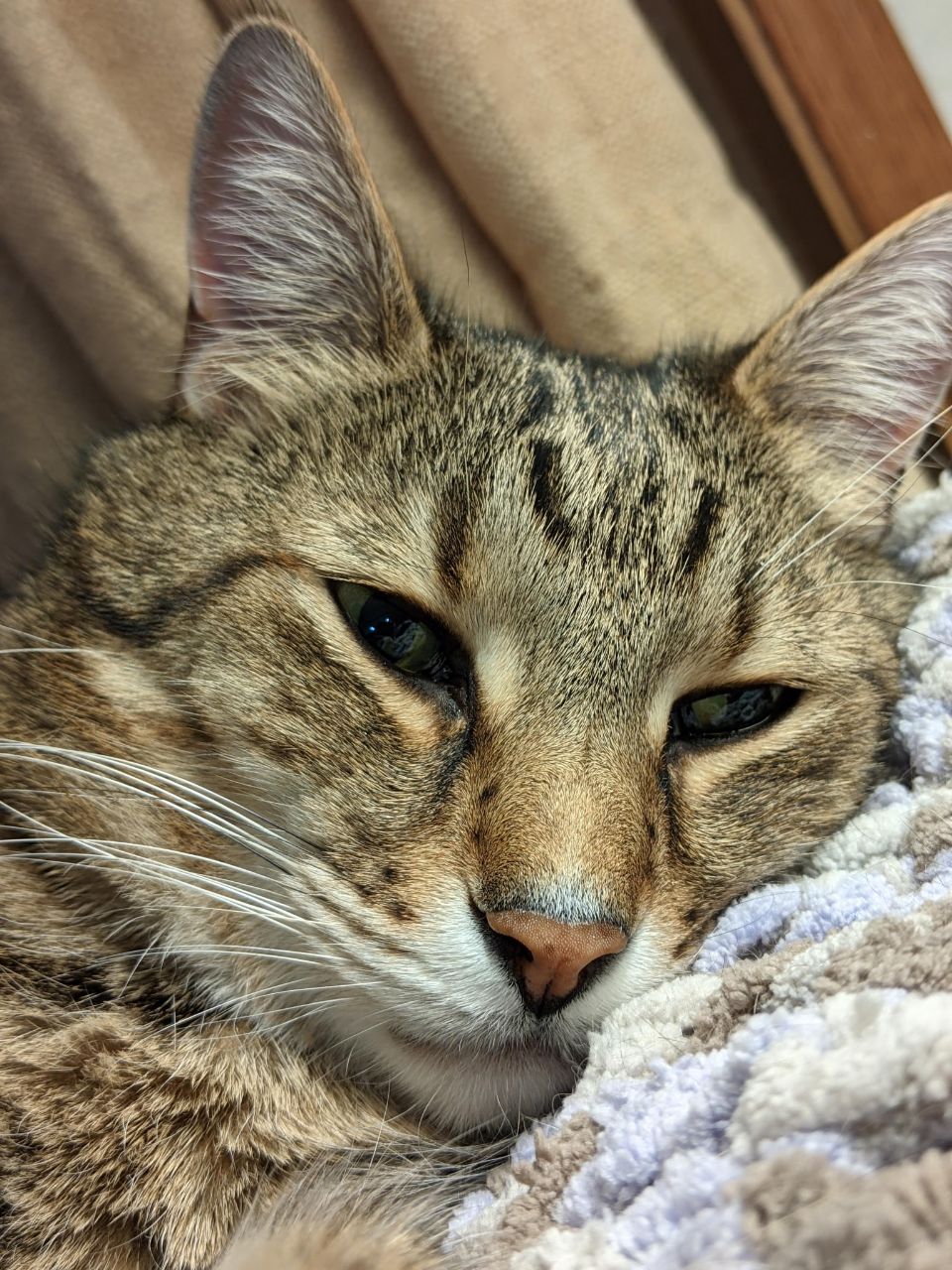 Cat photo
