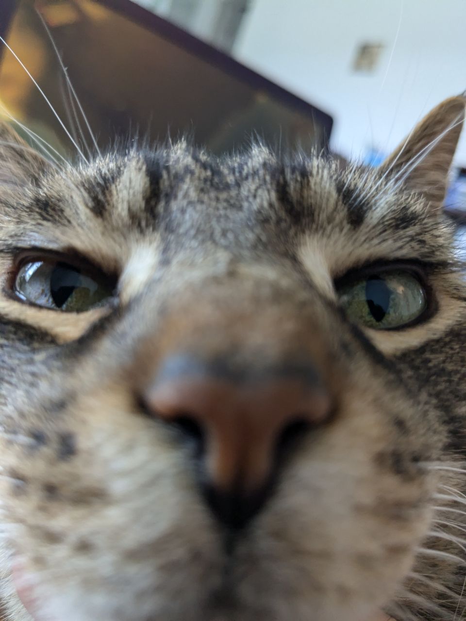 "Someone is trying to log in to your phone"