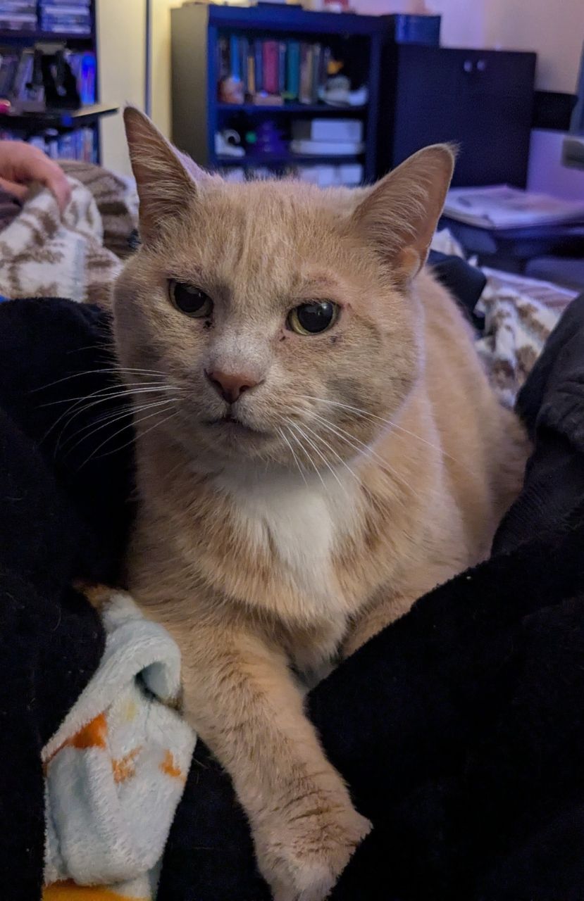 Cat photo