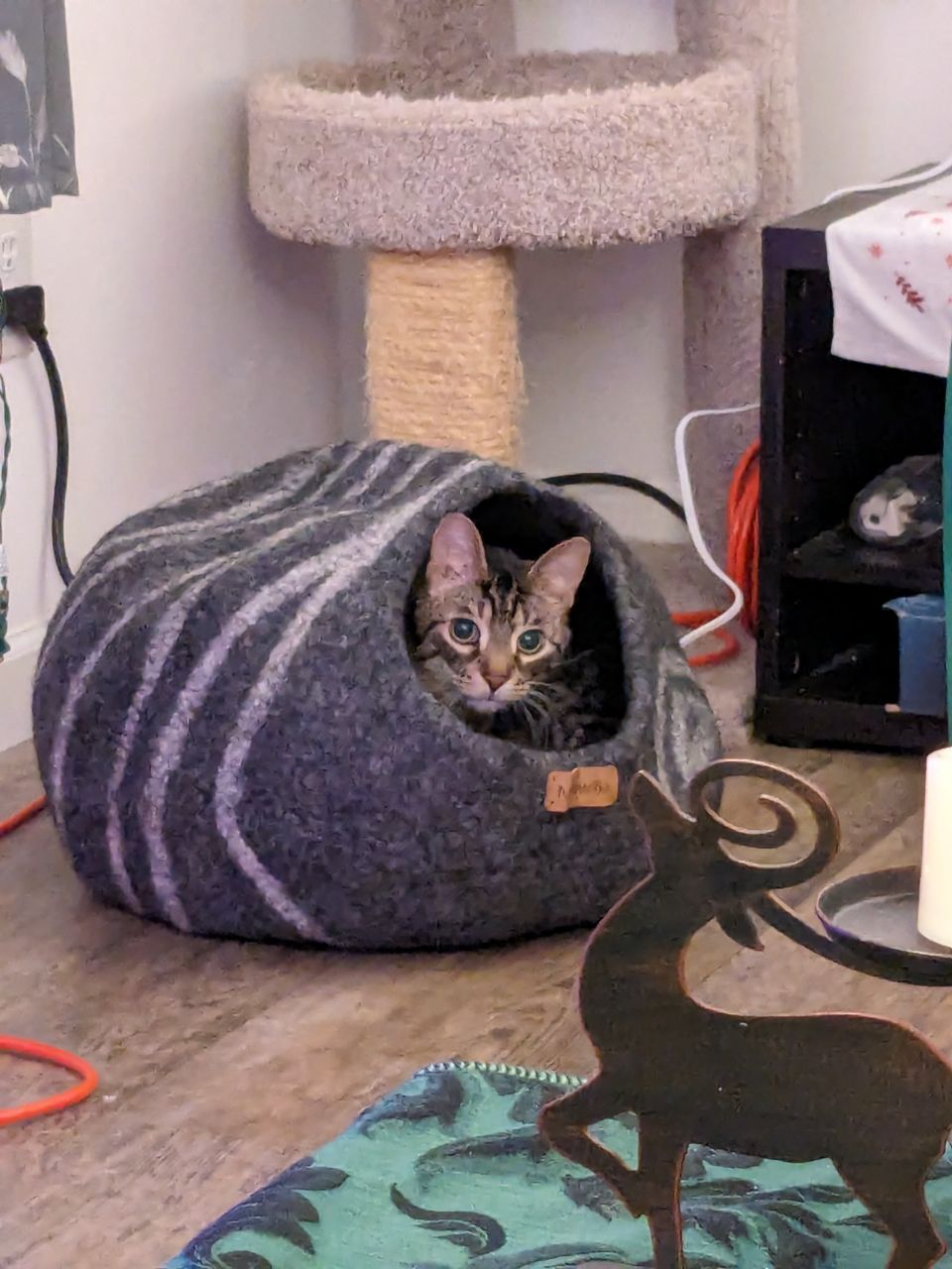 I was napping but.. did I hear the can opener!?