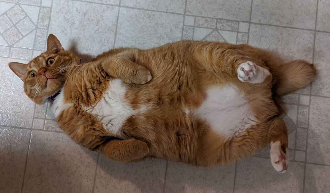 Gosh that was a good dinner, I'm stuffed! Now.. how do I get up..?