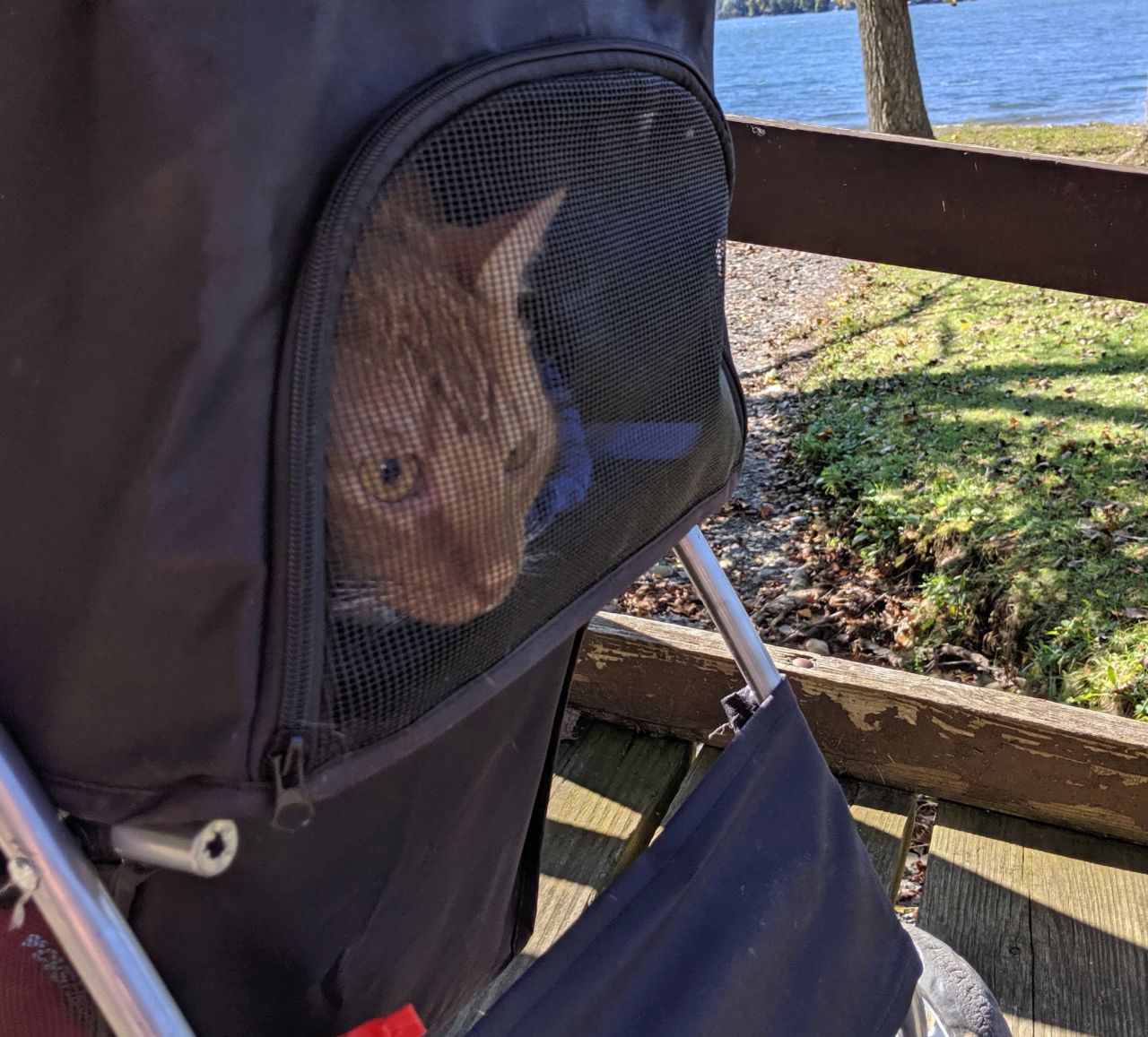 I love being walked around in my stroller!