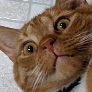 Food dish is empty.. so hungry... I might wither away, but we'll see