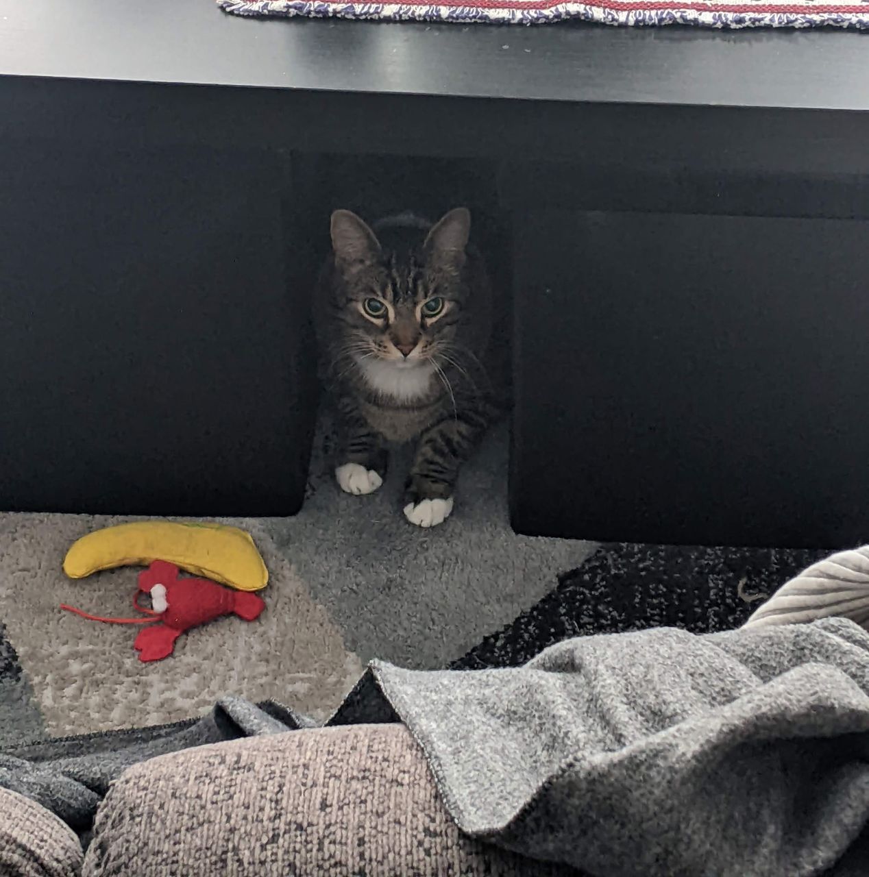 Cat photo