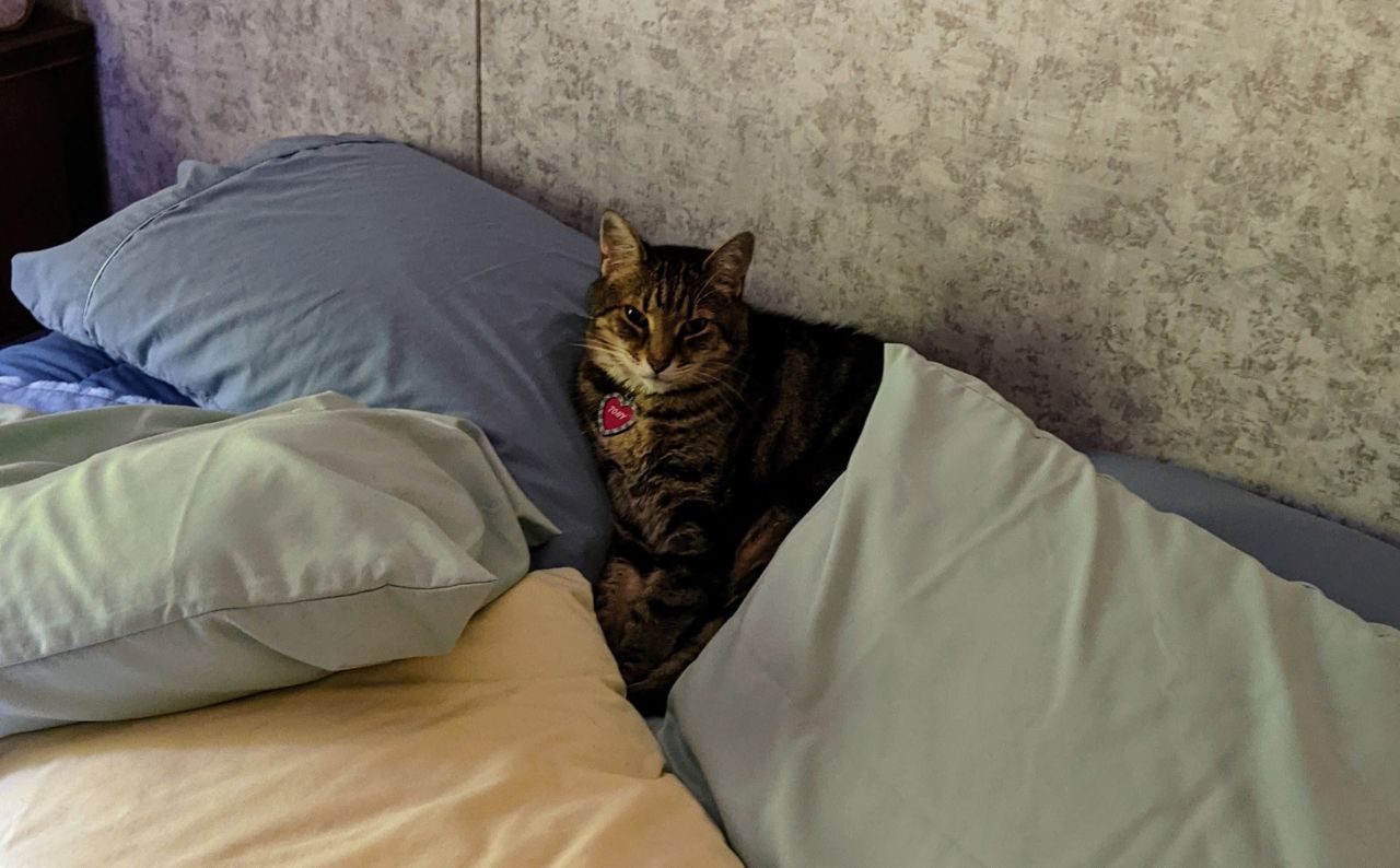 I hope you didn't need these pillows any time soon