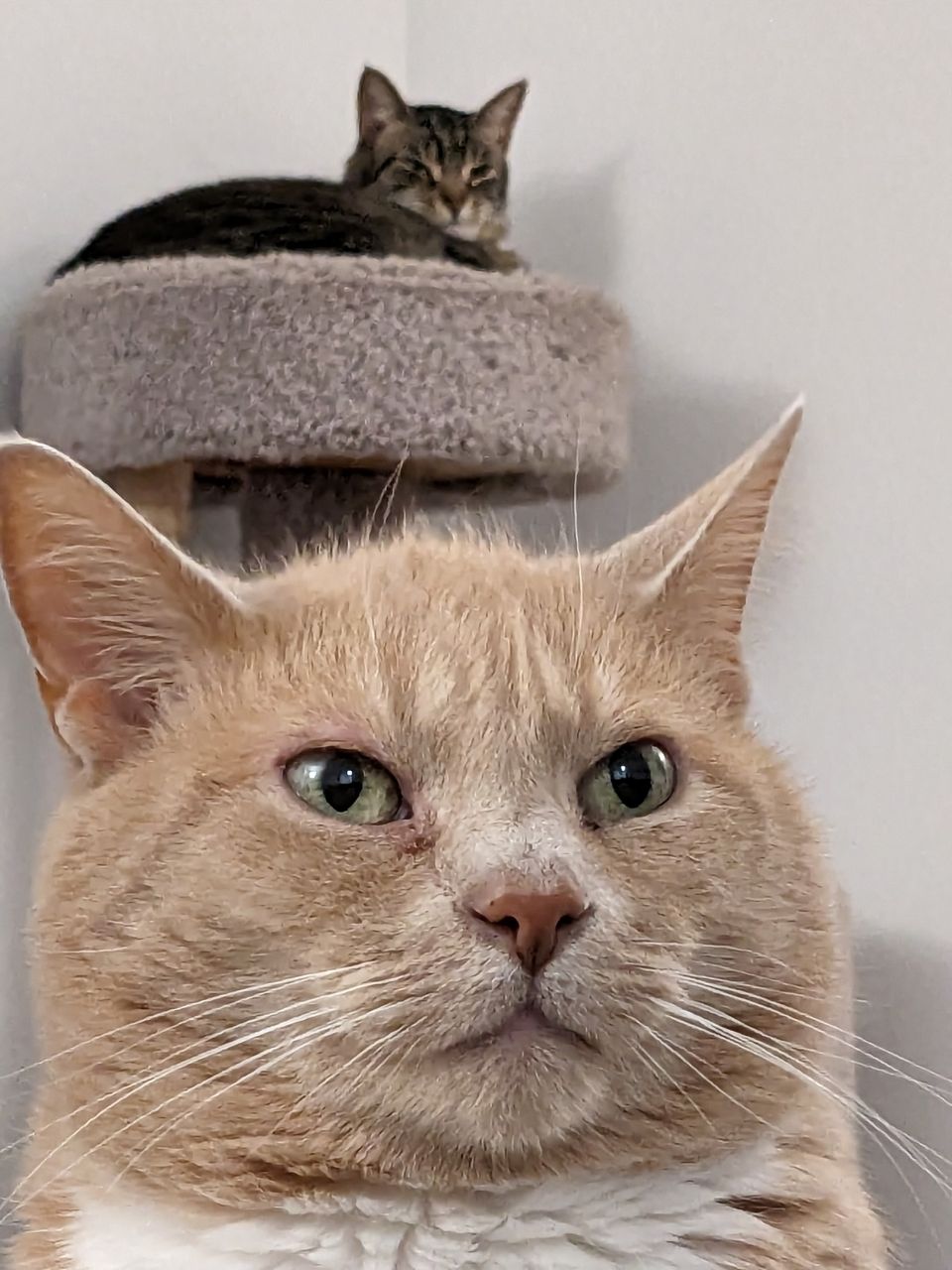Cat photo