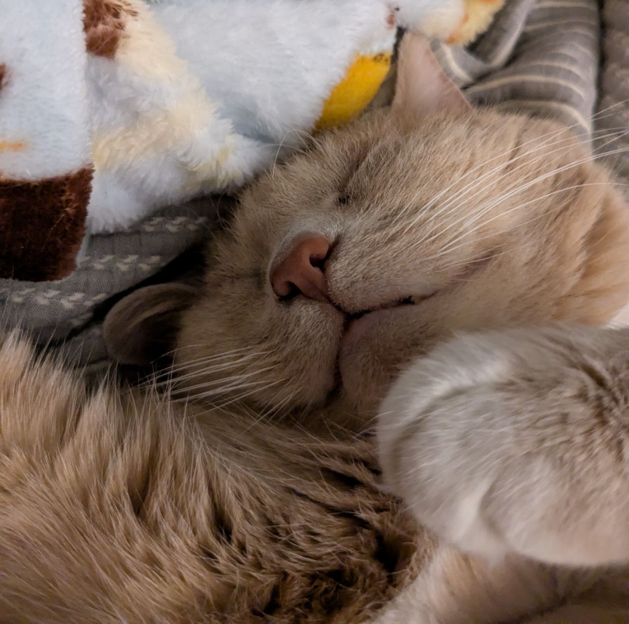 Zzzzzzzzzzzzzzzz