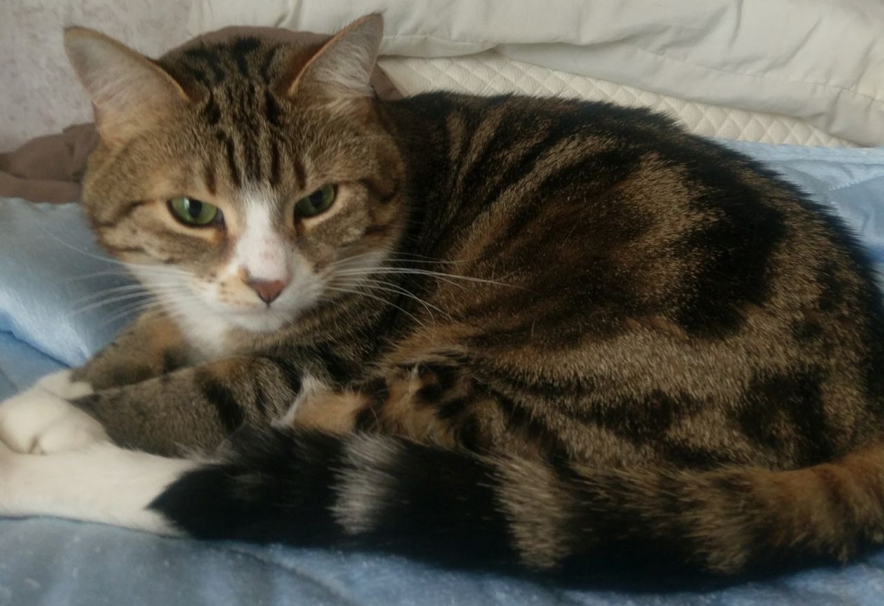 Cat photo