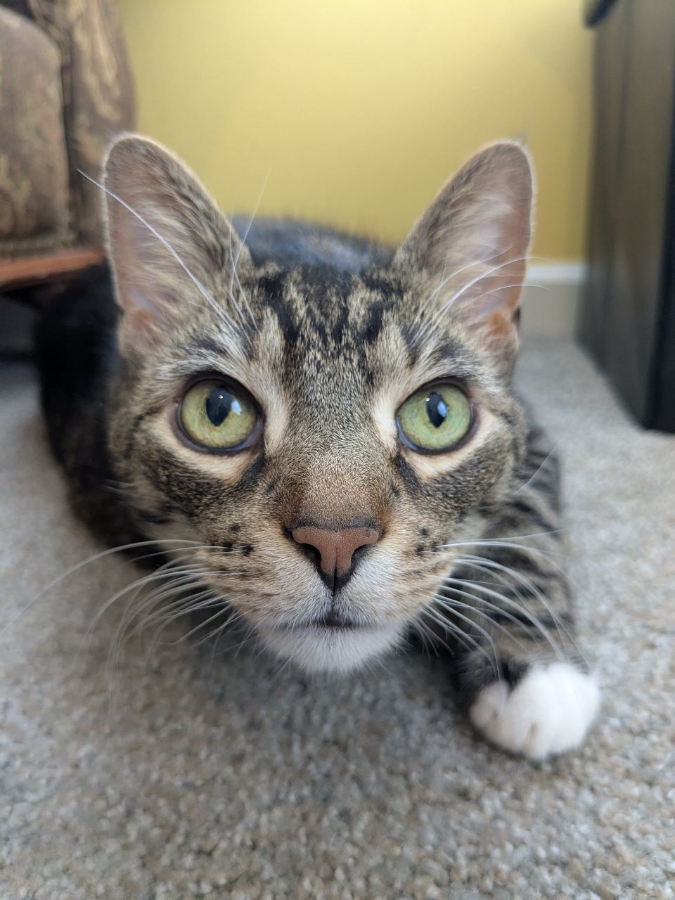 Cat photo