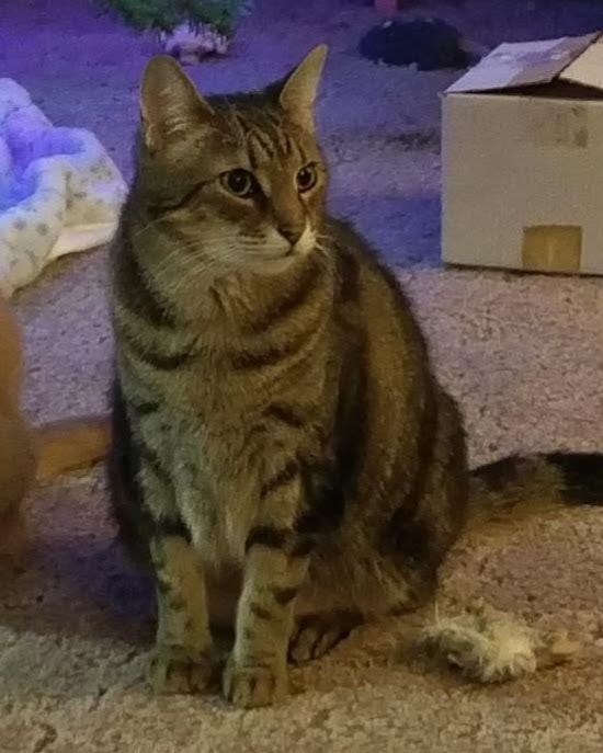 Cat photo