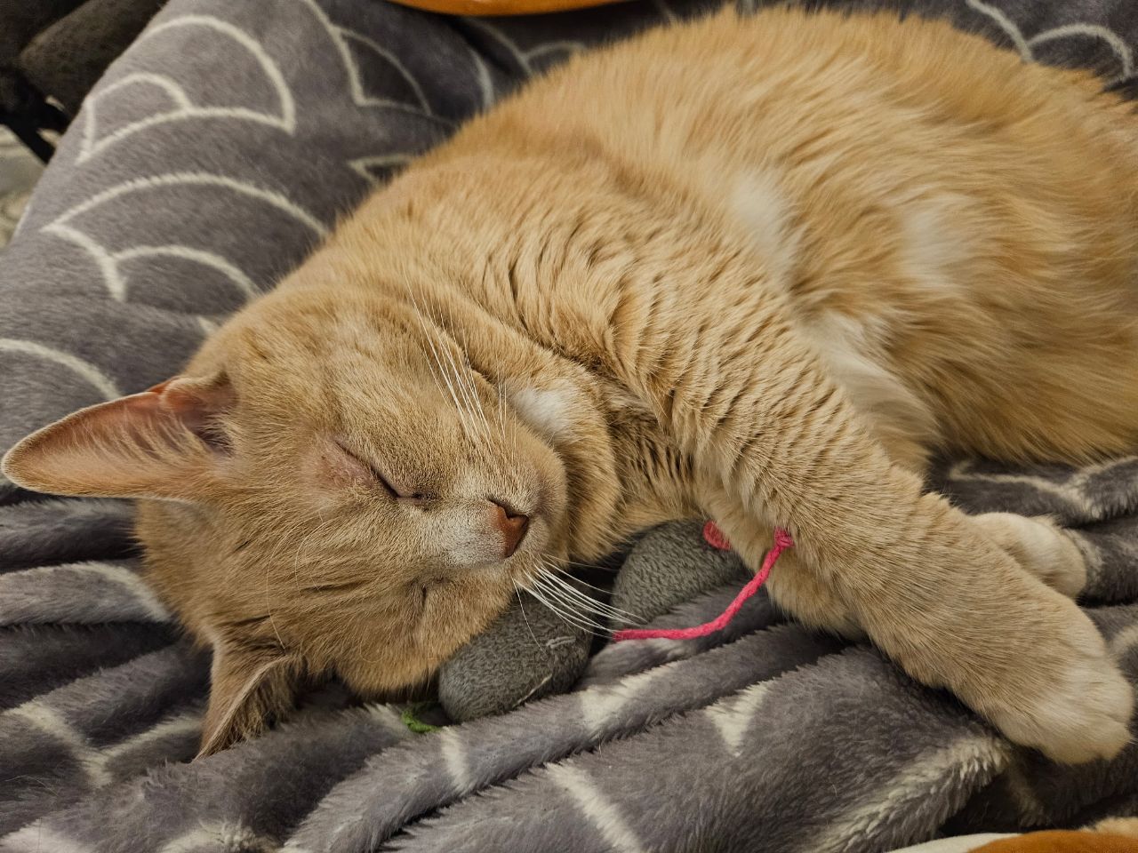 Exhausted from hunting these mice