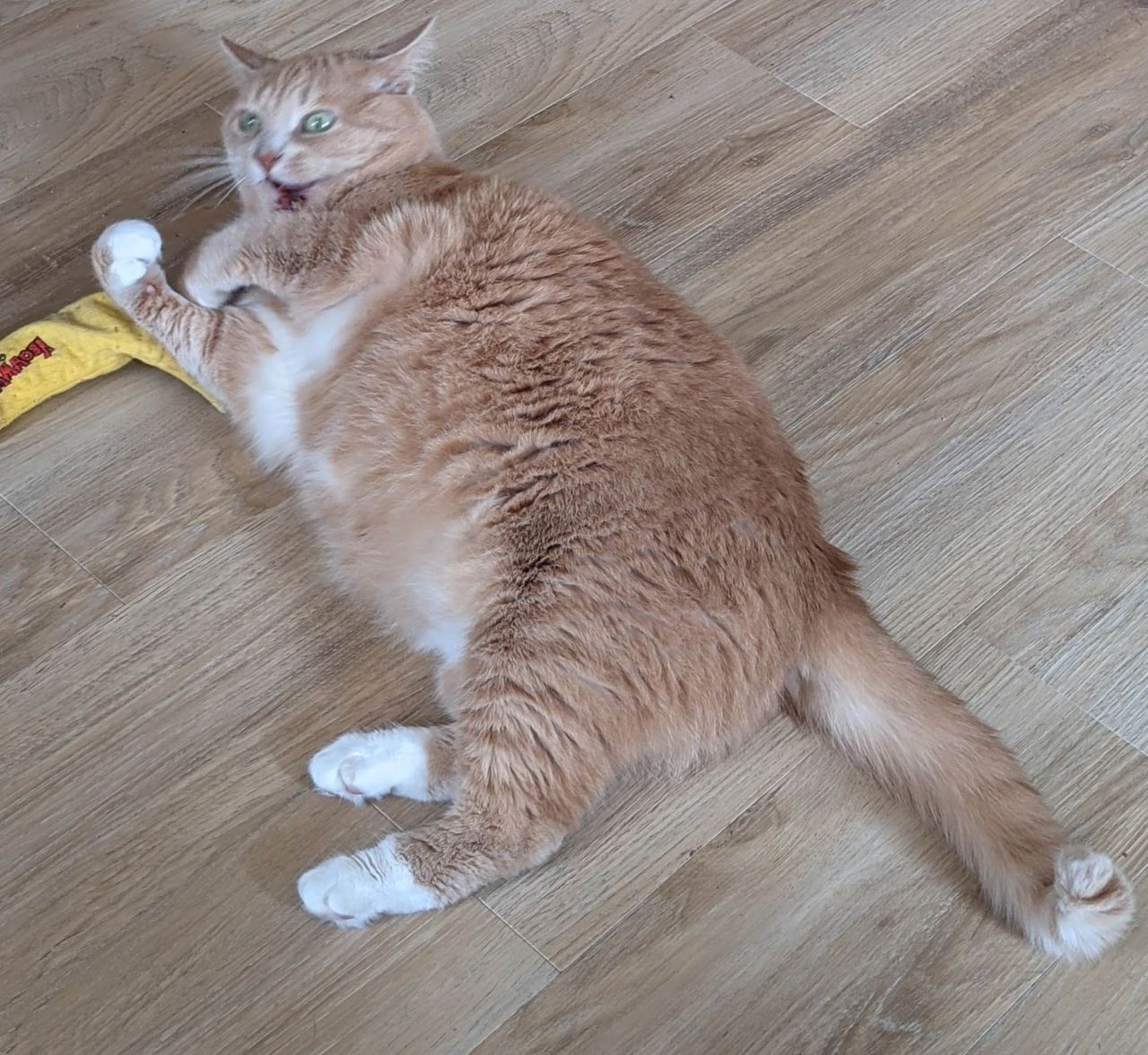Rawrrrr!