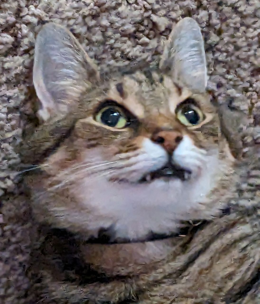 Are my fangs cute, or ferocious?