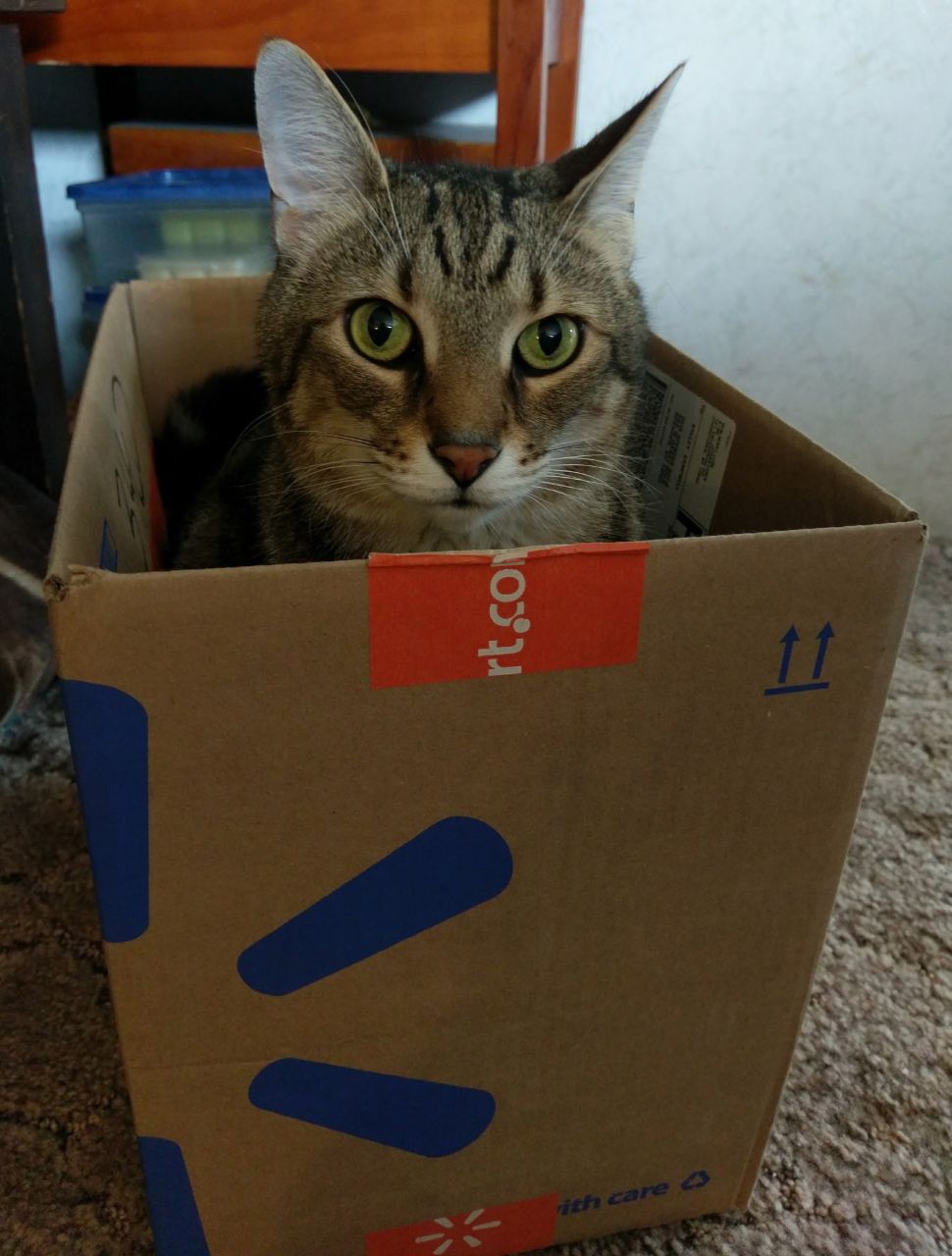 I looked all over, but I didn't see any new toys with this shipment. Are you sure this is our order..?