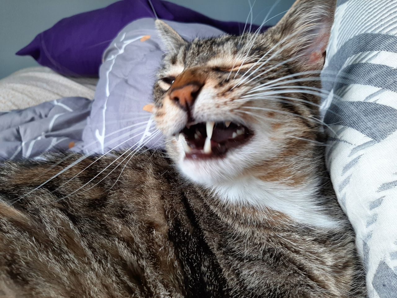 Huh, wazzat? I was sleepin