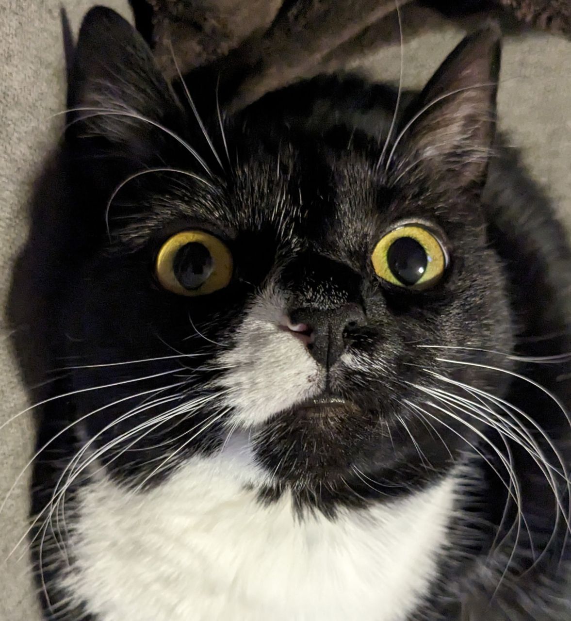 Stare into my eyes and I