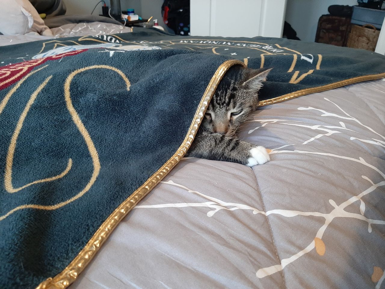 Cat photo