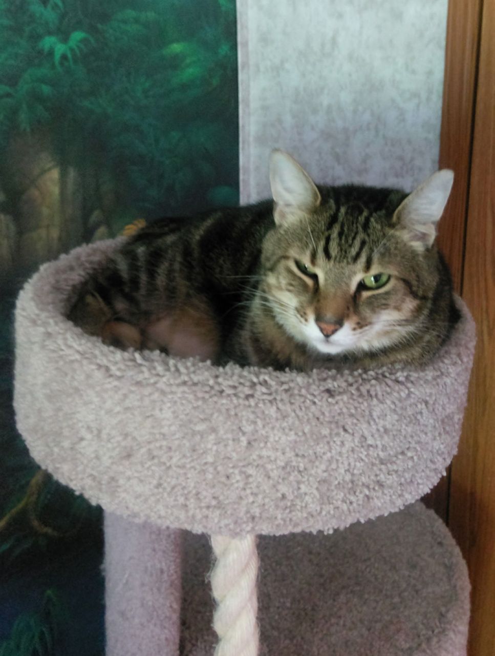 Yes, you found my napping spot, now shhhhhh! I
