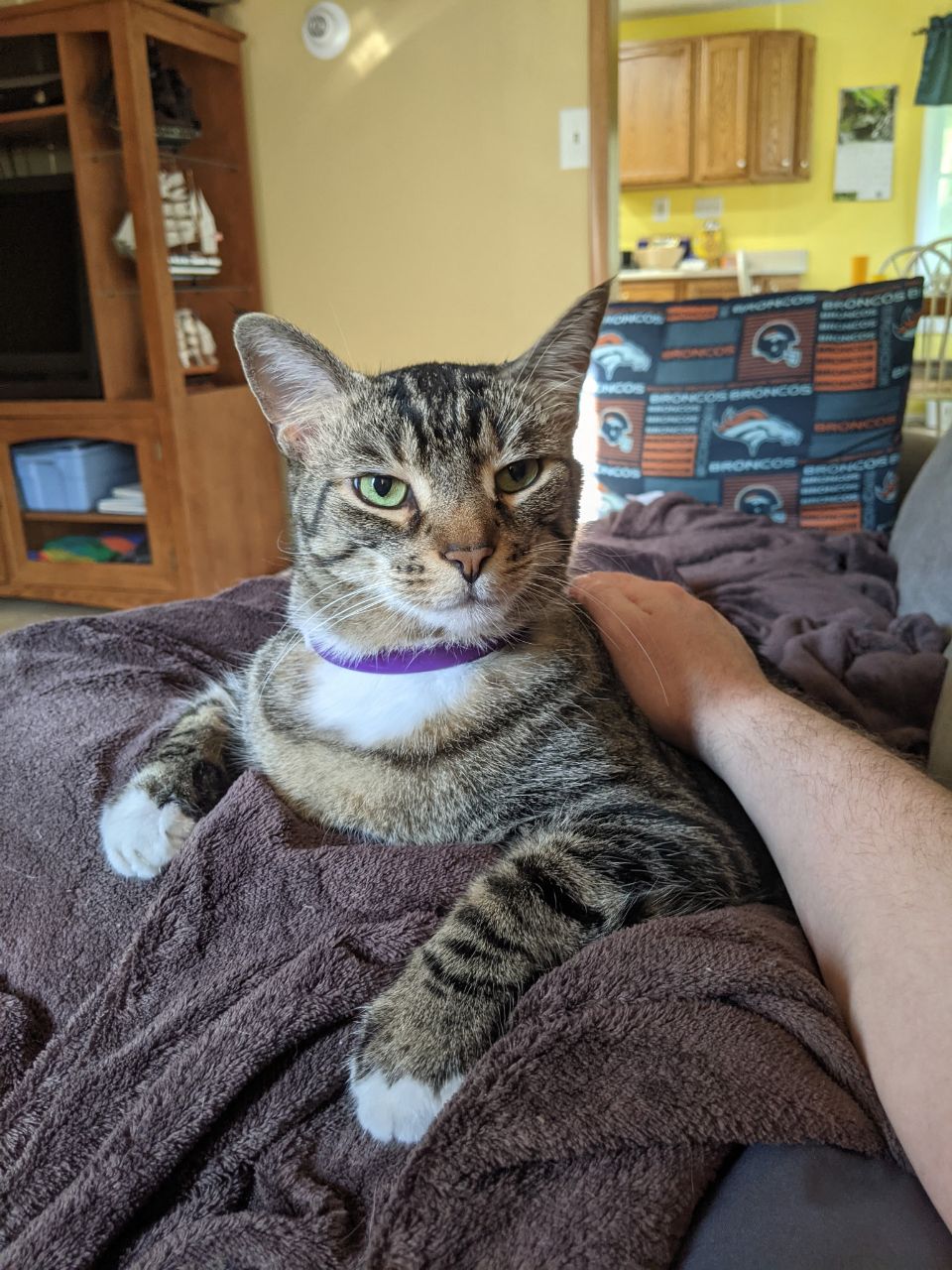 I think I look rather handsome in this collar