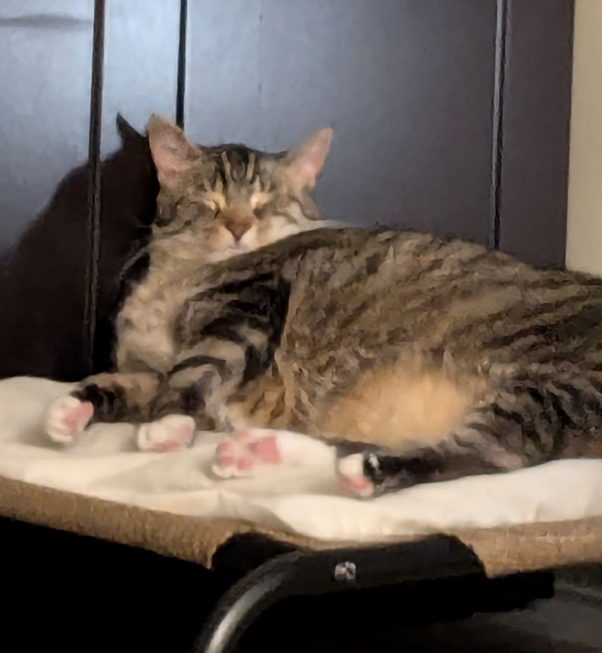 I love this super warm bed!